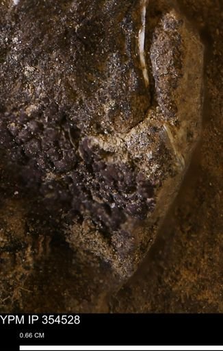 undet. Mollusca