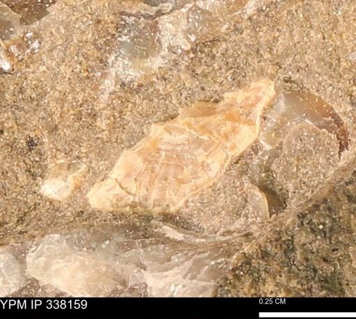 undet. Bivalvia