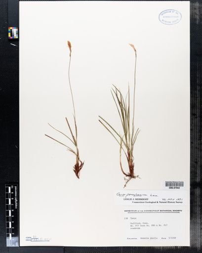 Carex pensylvanica