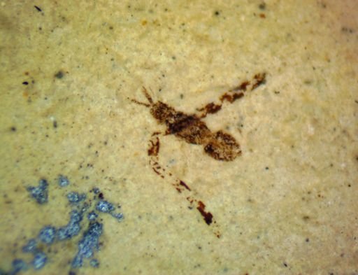 undet. Hymenoptera
