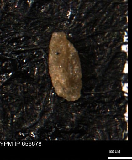 Miliammina manitobensis