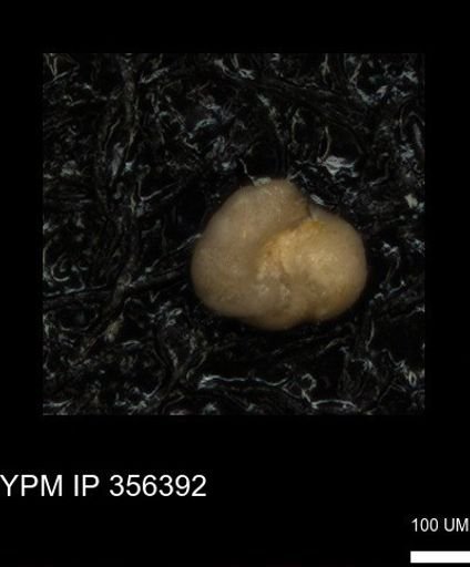 undet. Foraminiferida