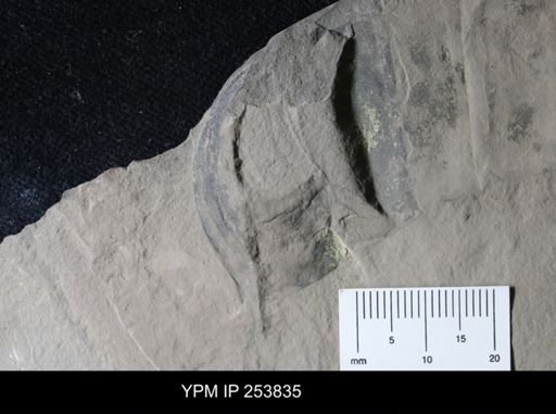 Nautiloidea
