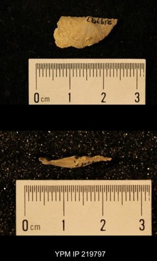 Chonetes granulifer