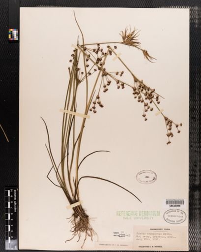 Juncus