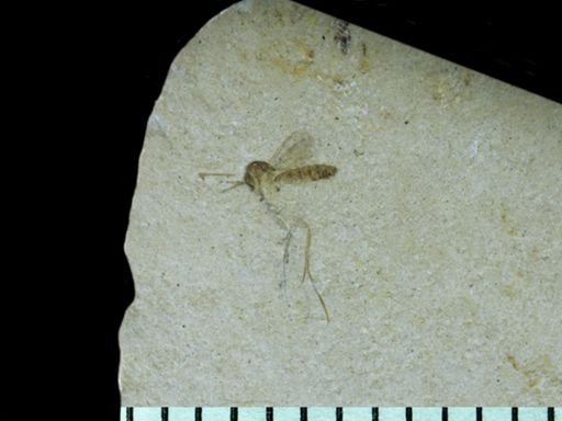 undet. Mycetophilidae