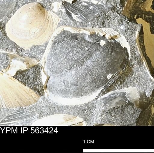 Limopsis striatopunctatus