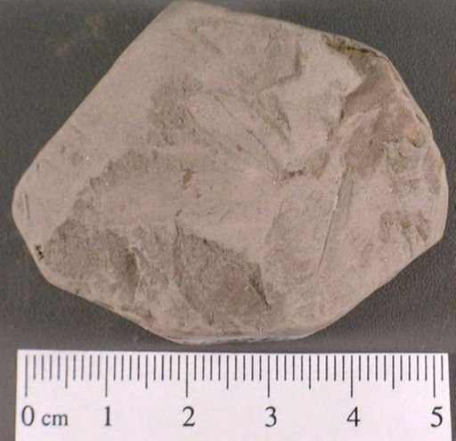 Tricalycites papyraceus