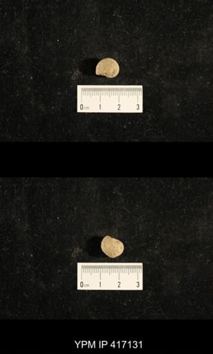 Euphemites carbonarius