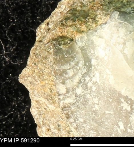 Oxytoma (Hypoxytoma) nebrascana