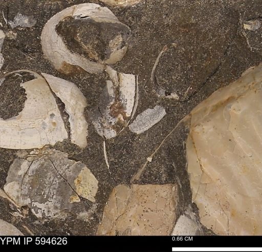 Protocardia sp.