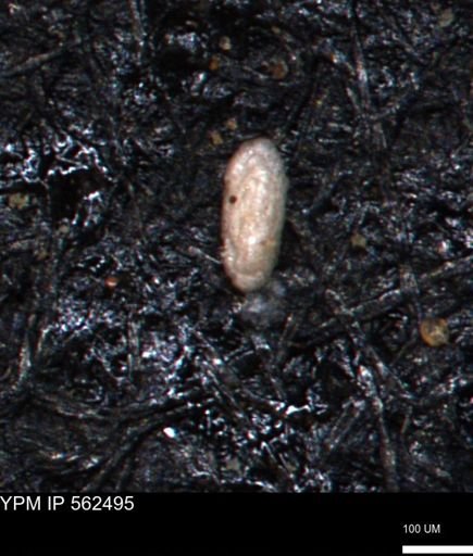 Miliammina ischnia