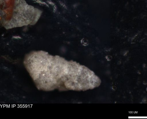 undet. Foraminiferida