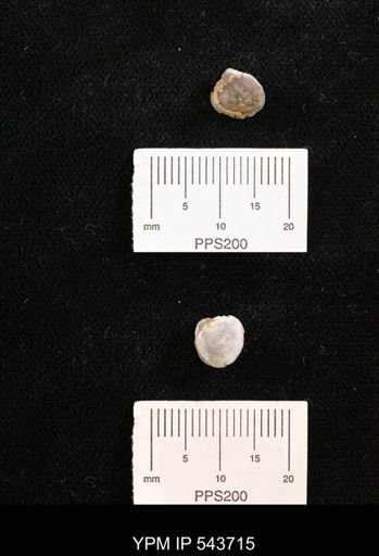 Protocardia sp.