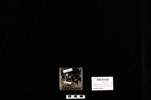 Varanus niloticus