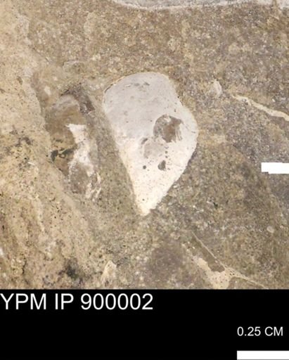 undet. Mollusca