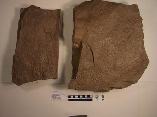 Batrachopus deweyi