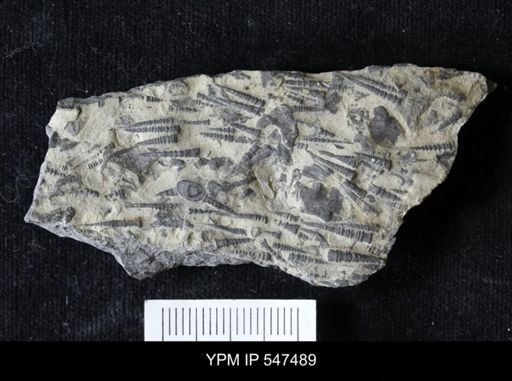 Tentaculites gyracanthus
