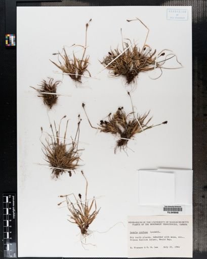 Luzula confusa