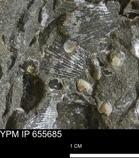 Oxytoma (Hypoxytoma) nebrascana