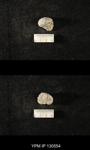 Platyceratoidea