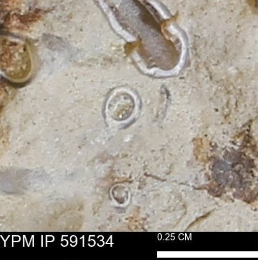 Serpulidae