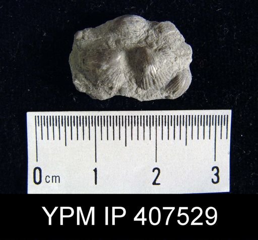 Catazyga anticostiensis