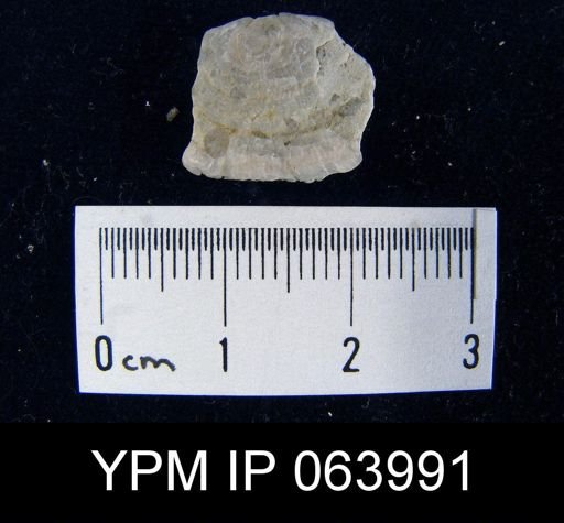 Leptaena tennesseensis