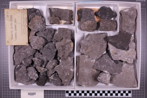 mixed taxa, stratigraphic collection