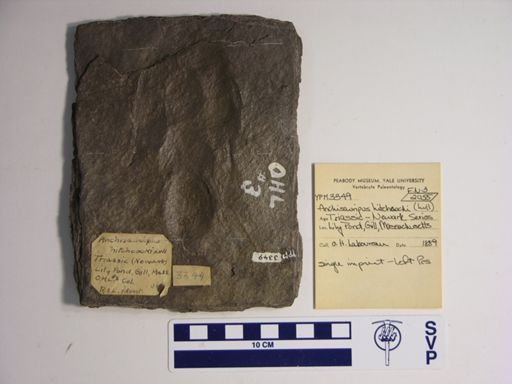 Anchisauripus hitchcocki