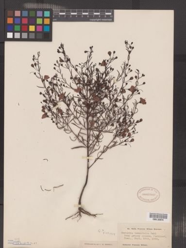 Agalinis tenuifolia