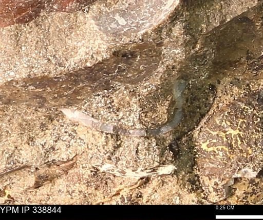 undet. Bivalvia
