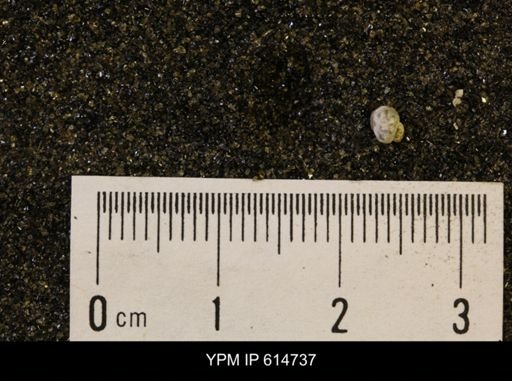 Euspira sp.