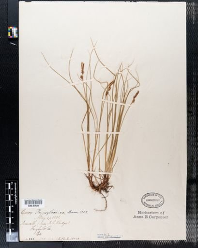 Carex pensylvanica