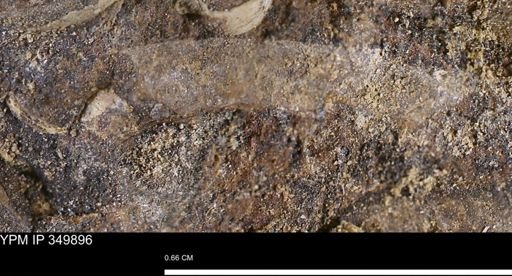 undet. Mollusca