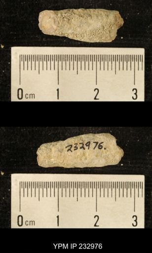 Archaeocidaris sp.