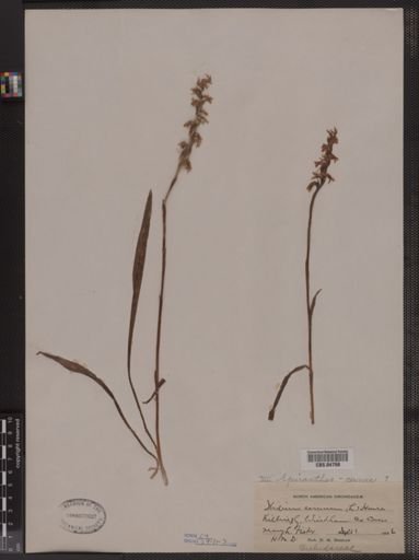 Ibidium cernuum