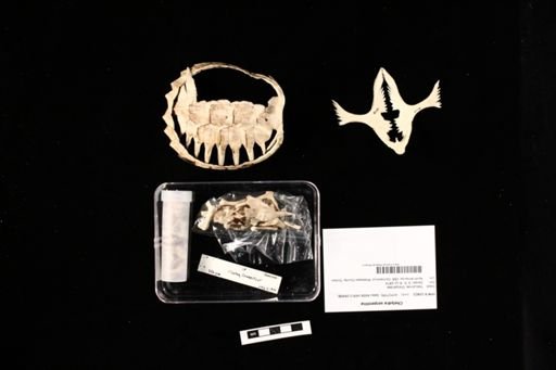 Chelydra serpentina