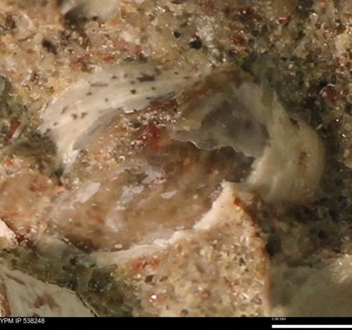 Corbulamella gregaria