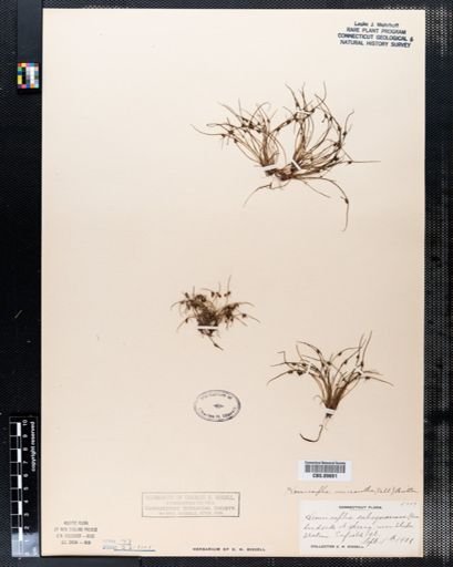 Hemicarpha subsquarrosa