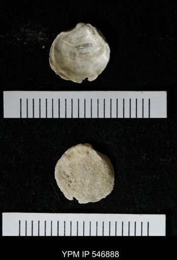 Ostrea virginiana