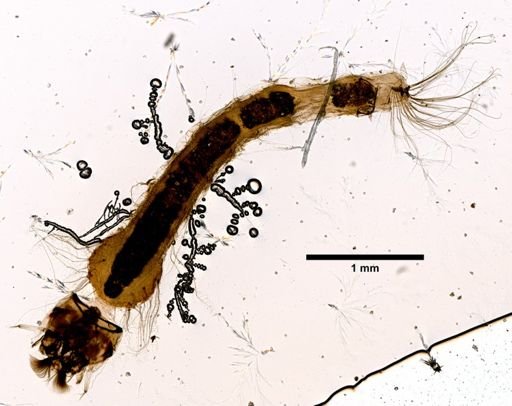 Anopheles subpictus