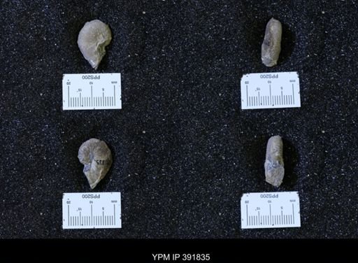 Scaphites whitfieldi