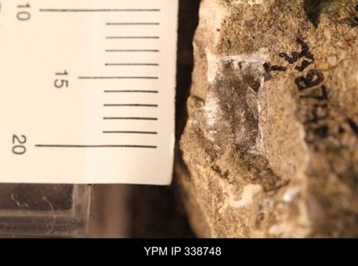 Protocardia subquadrata