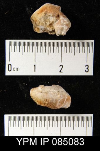 Uncinulus hebe