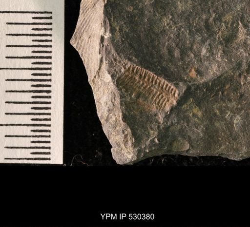 Pentremites sp.