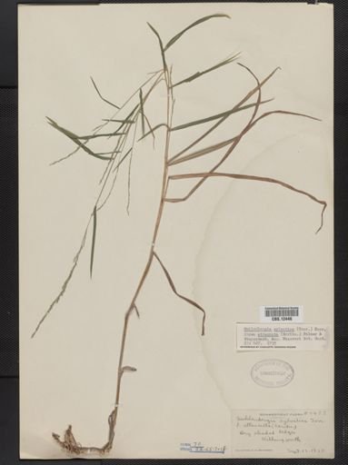 Muhlenbergia sylvatica