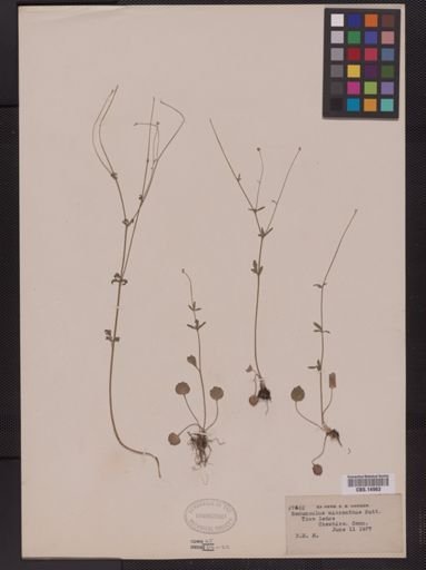 Ranunculus micranthus