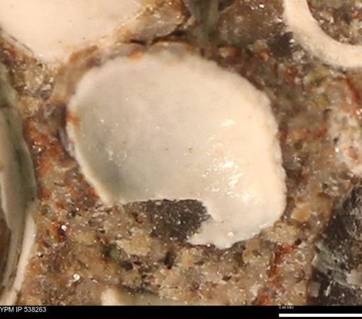 Corbulamella gregaria