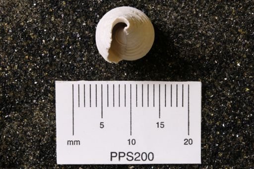 Mitra lineolata